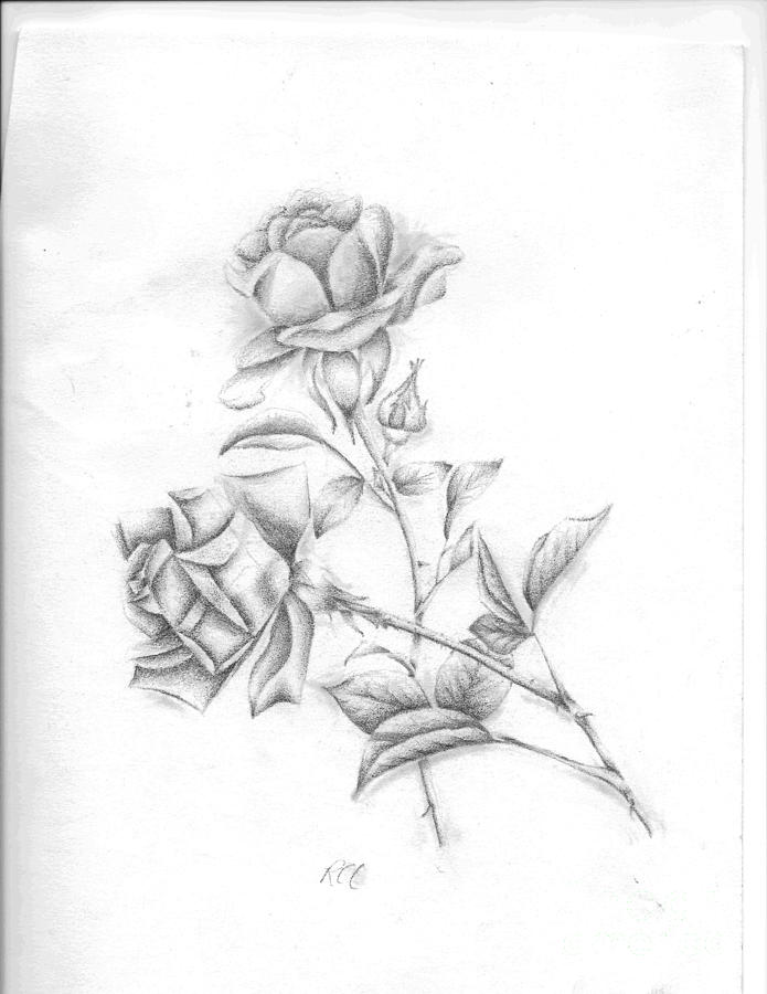 Roses Drawing by Rebecca Christine Cardenas