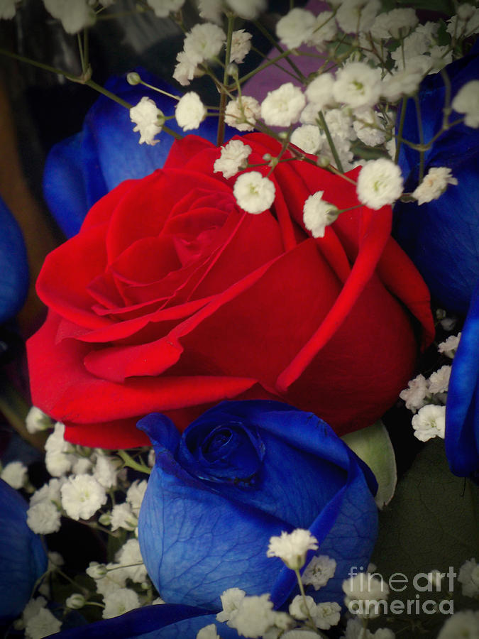 Roses - Red White and Blue Photograph by Miriam Danar