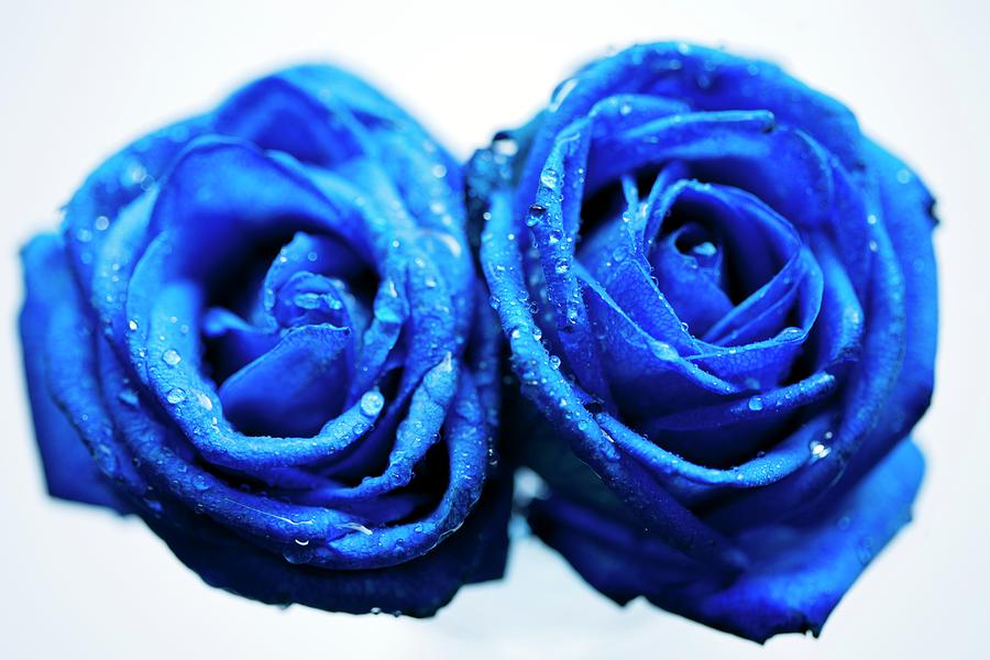 Roses (rosa ‘blue Ocean’) Photograph by Ian Gowland/science Photo