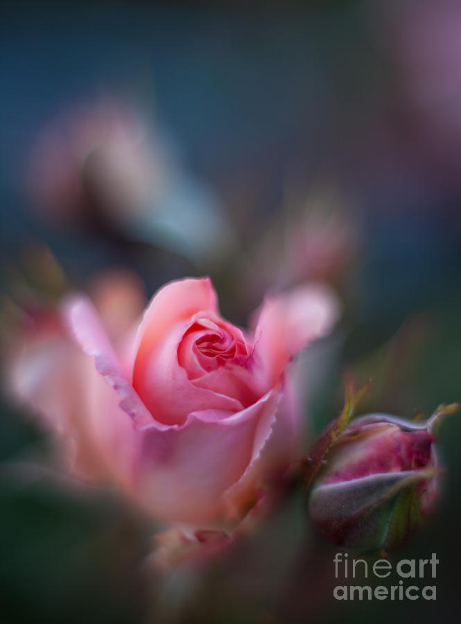Roses Scented Dream Photograph