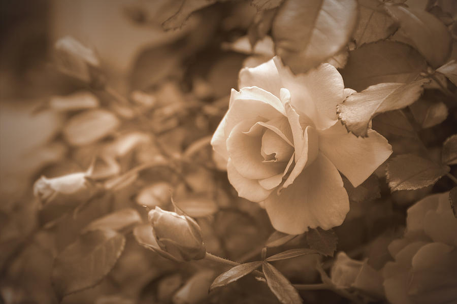 Roses - Sepia Photograph by Beth Vincent