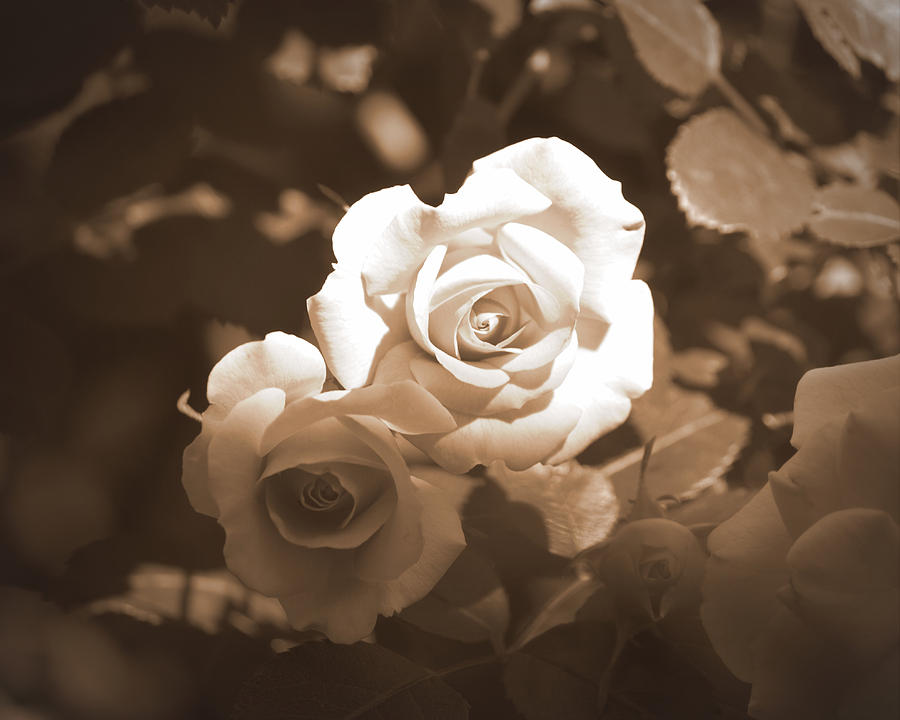 Roses - Sepia II Photograph by Beth Vincent