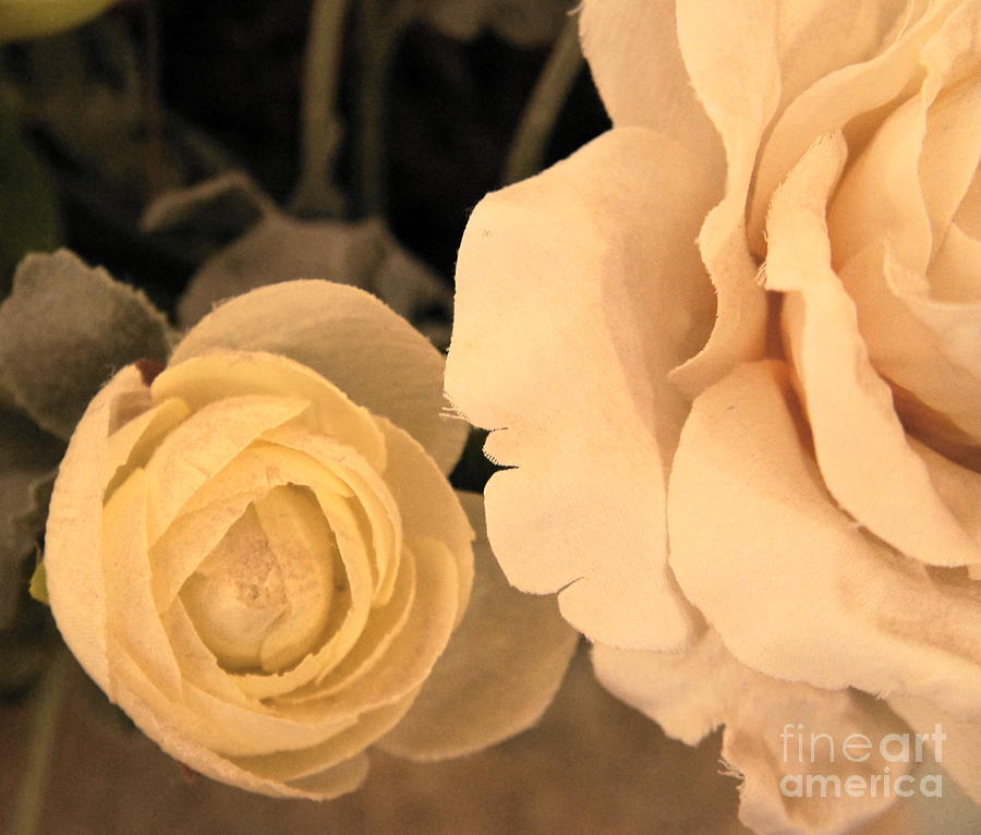Roses Photograph by Therese Alcorn
