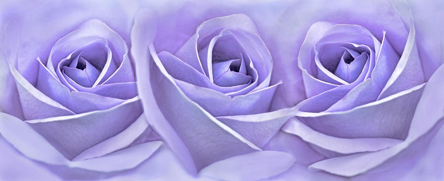 Three Roses Lavender Floral Photograph by Jennie Marie Schell