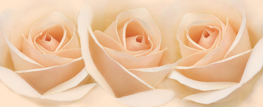 Roses Three Peach Floral Photograph by Jennie Marie Schell