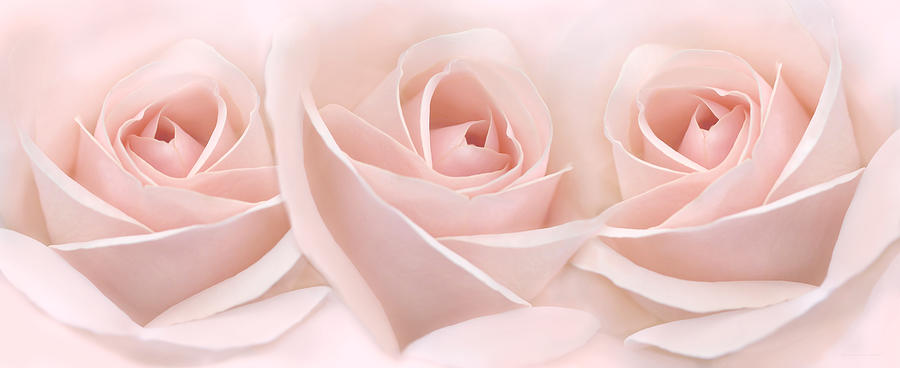 Rose Photograph - Roses Three Pink Pastel Floral by Jennie Marie Schell