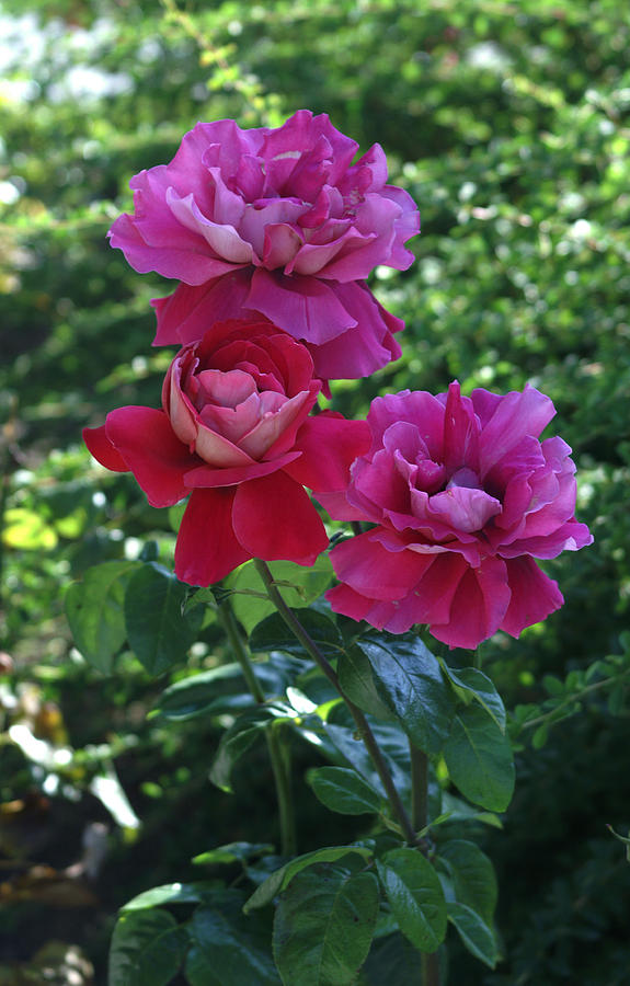 Rose Photograph - Roses Trio by Thomas D McManus