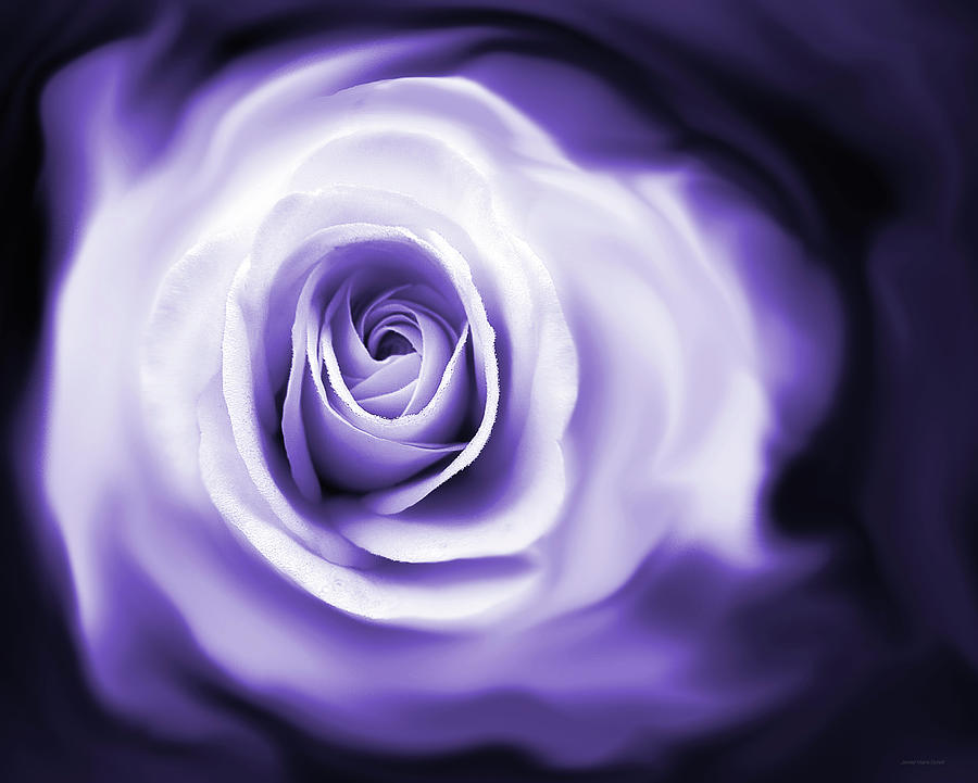 Roses Whisper Purple Photograph by Jennie Marie Schell