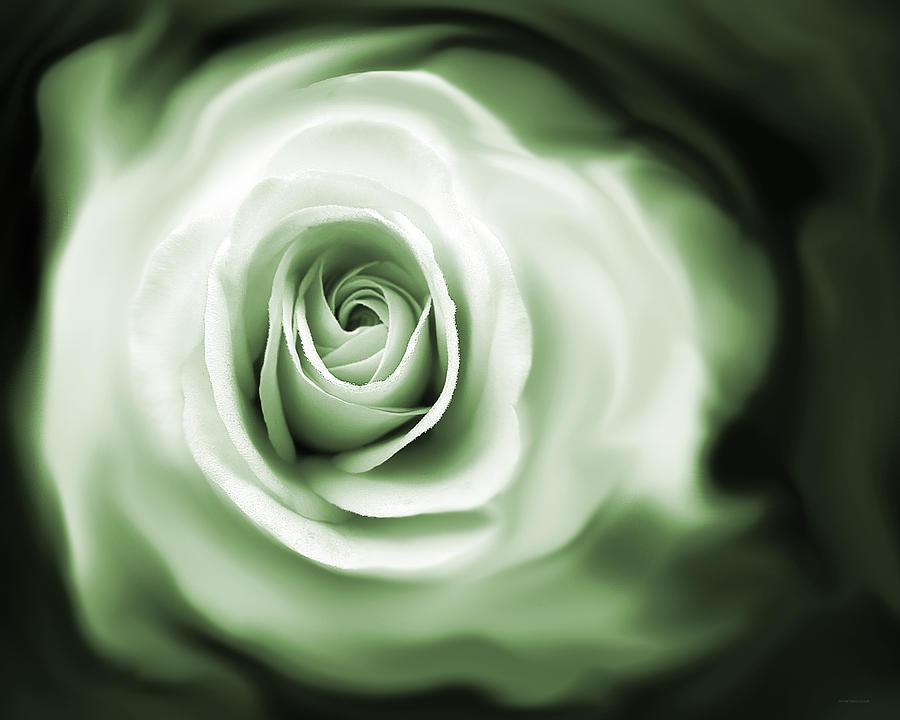 Roses Whispers Green Photograph by Jennie Marie Schell