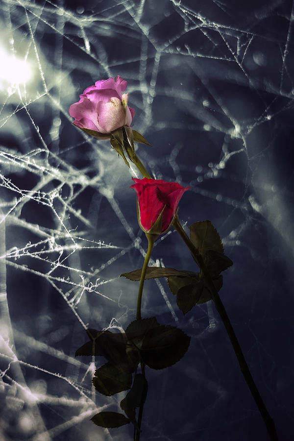 Rose Photograph - Roses With Coweb by Joana Kruse