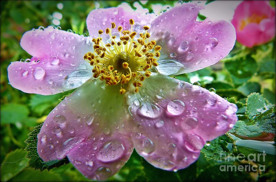 Rosey Raindrops Photograph by Julia Hassett