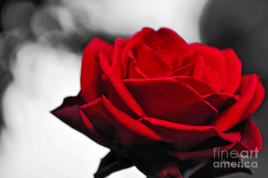 Black And White Photograph - Rosey Red by Kaye Menner