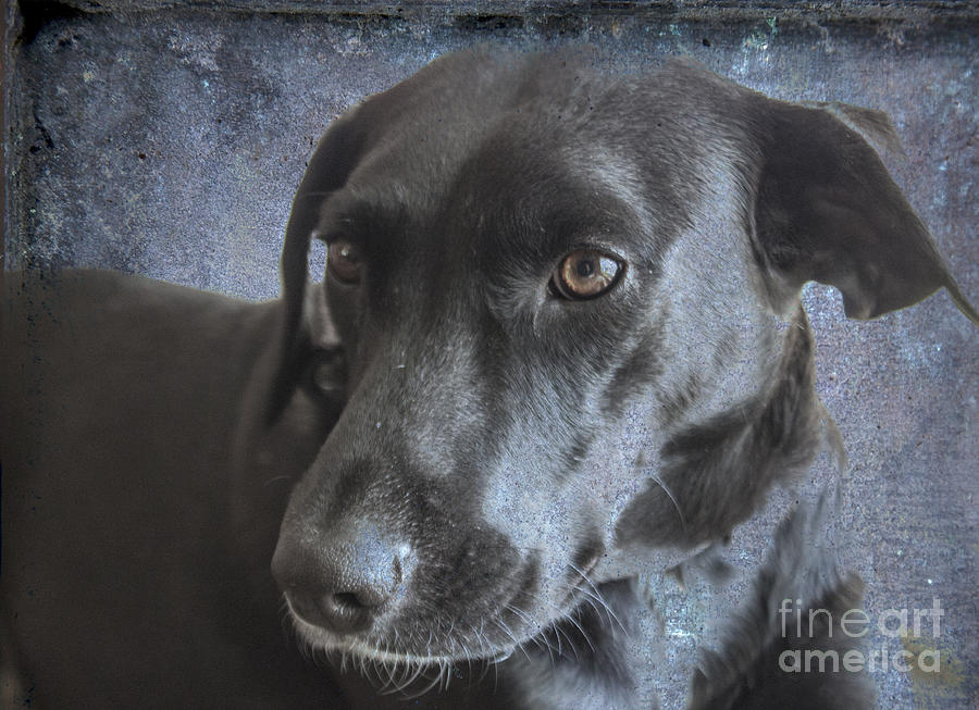 Dog Photograph - Rosie Sweet Labrador by Janice Pariza