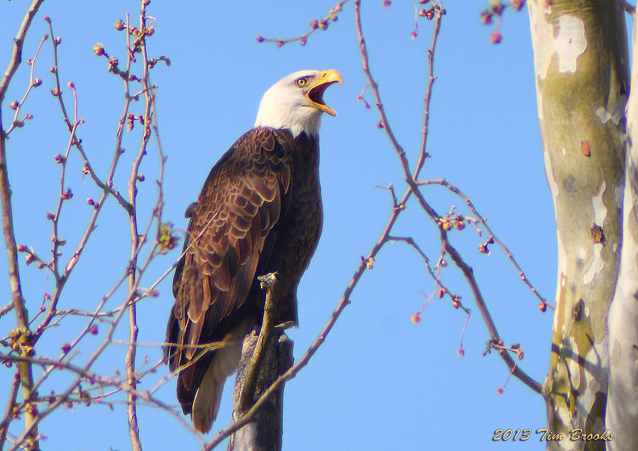 Ross County Ohio Bald Eagle Photograph by Timothy Brooks - Fine Art America