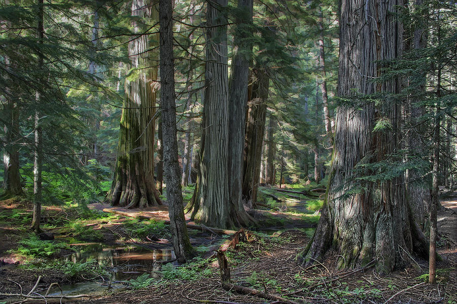 Ross Creek Old Growth Cedar Trees Photograph By Daniel Hagerman