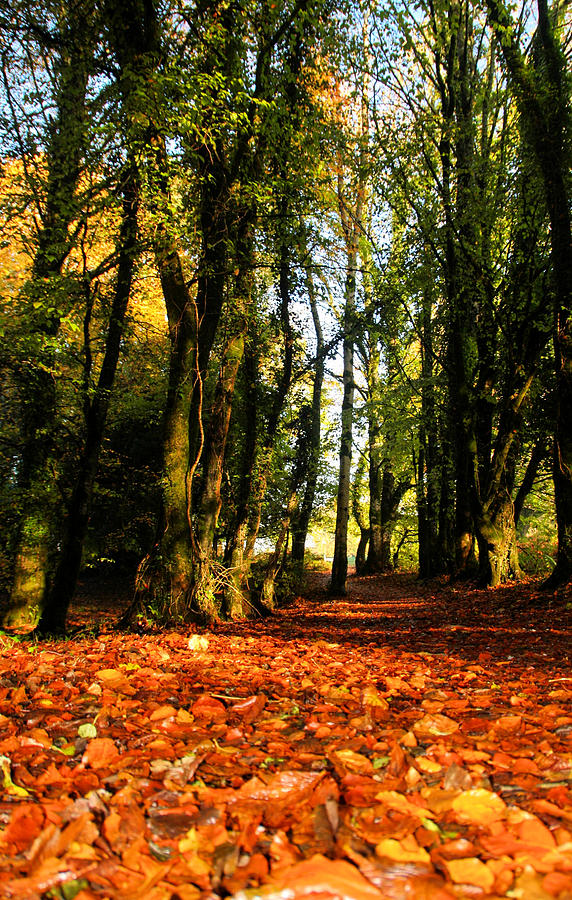 Rossabbey Autumn Walk Photograph by Mark Callanan