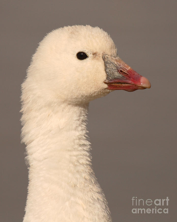Rosss Goose Spring Portrait Photograph by Max Allen