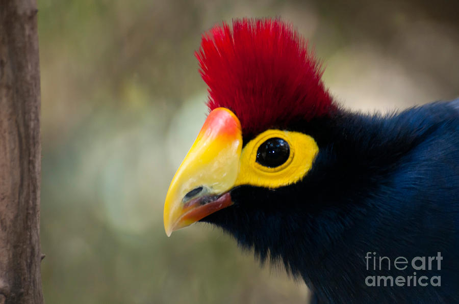 Rosss Turaco Photograph by Mark Newman