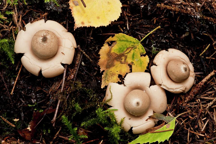 Nature Photograph - Rosy Earthstar (geastrum Rufescens) by Bob Gibbons/science Photo Library