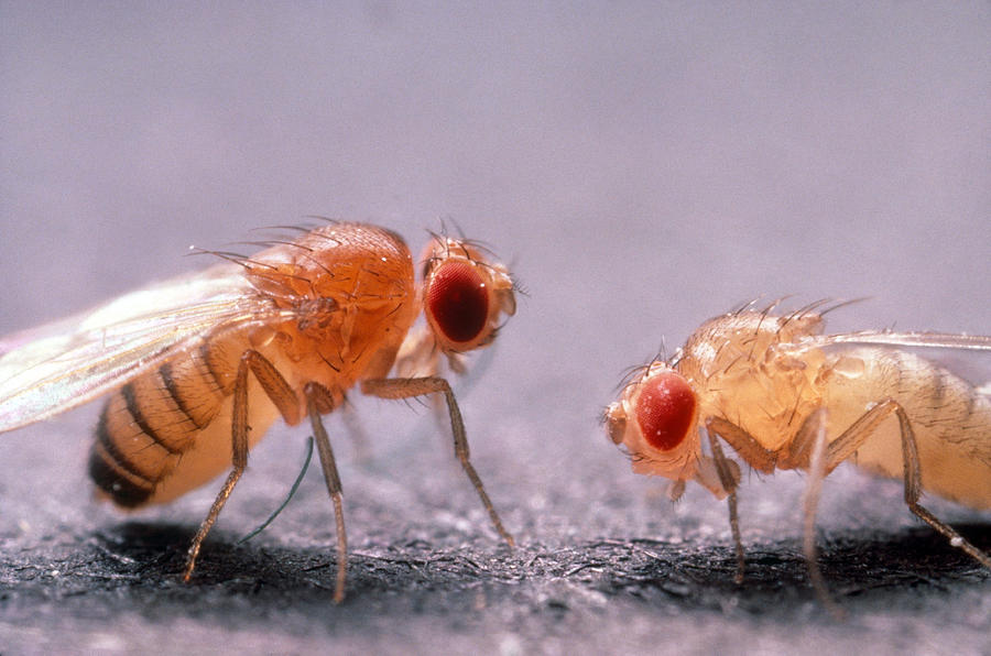 Rosy-eyed Fruit Fly Photograph by Robert Noonan