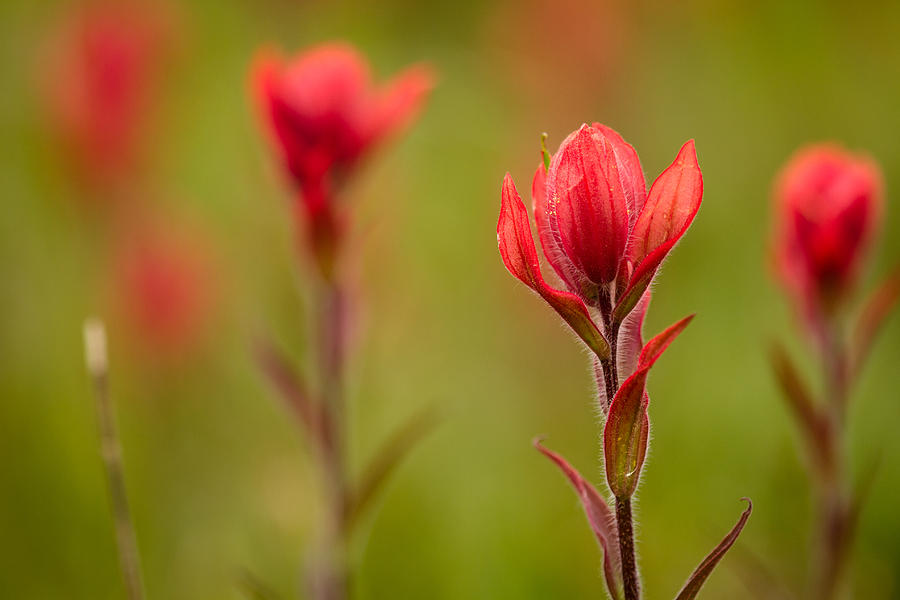 Rosy Indian Paintbrush Photograph by Teri Virbickis