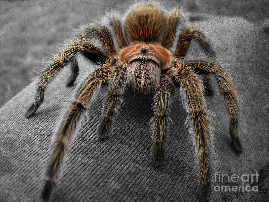 Spider Photograph - Rosy by Karisa Kauspedas