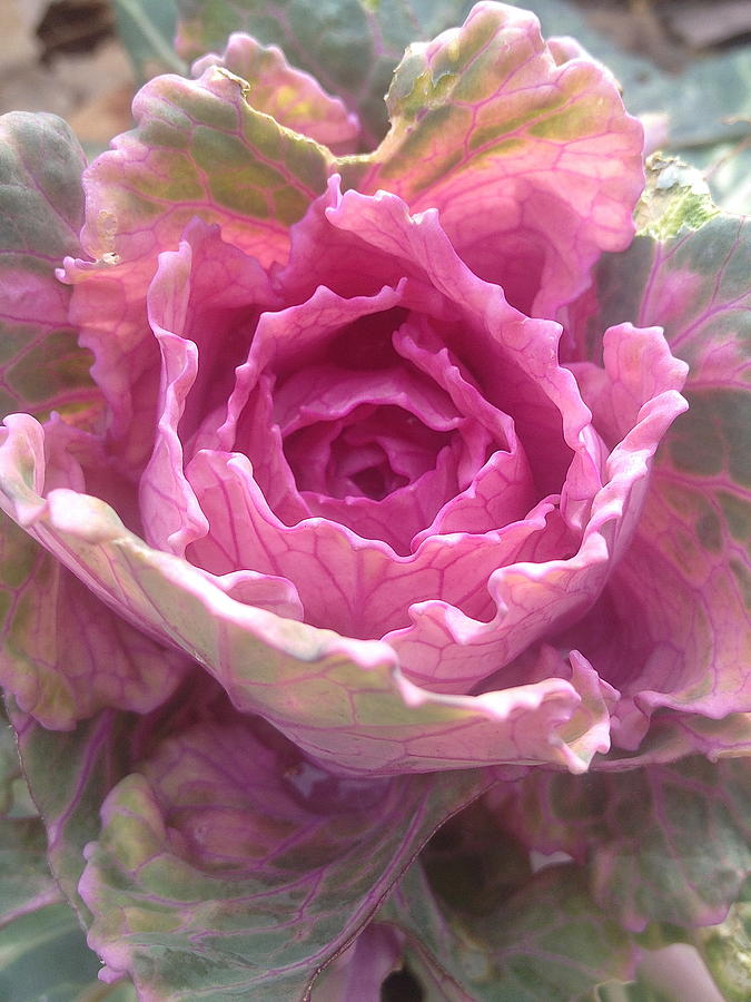 Cabbage Photograph - Rosy by Laura Parrish