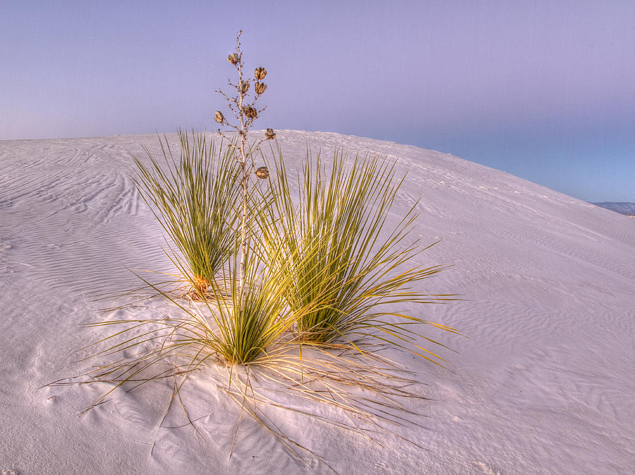 Rosy Light at White Sands Photograph by Jean Noren
