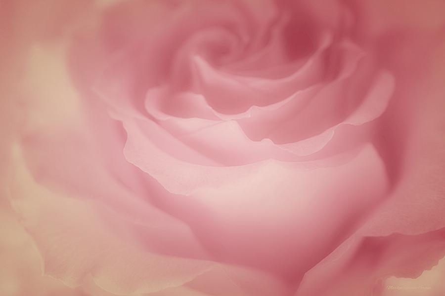 Rose Photograph - Rosy Loveliness by The Art Of Marilyn Ridoutt-Greene