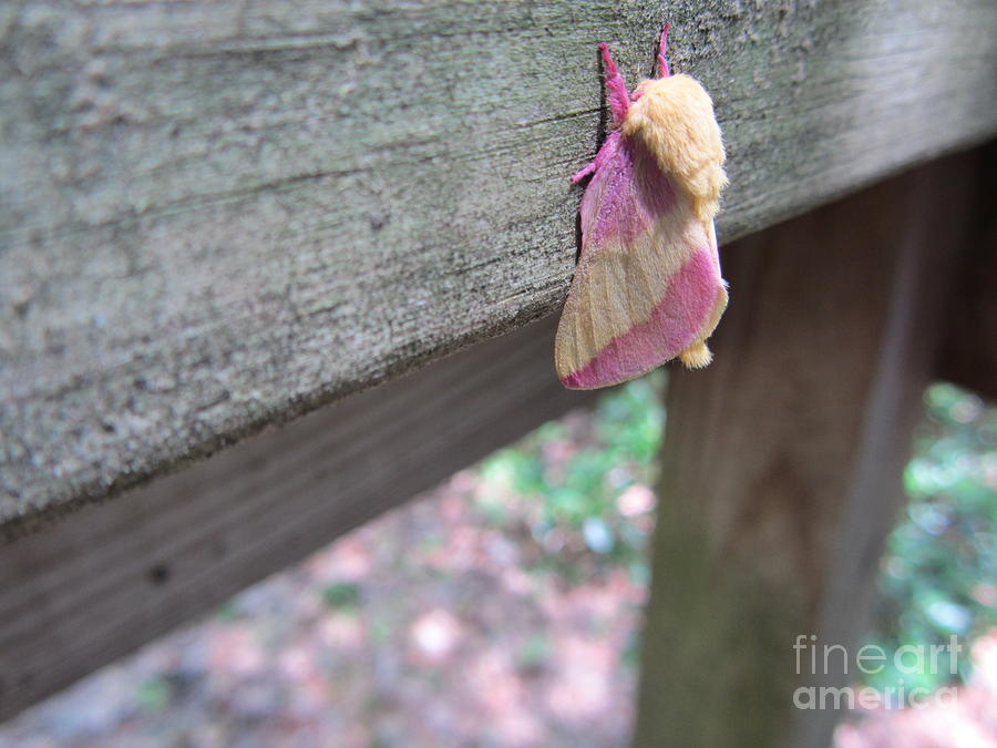 Rosy Maple Moth - Beauty Of The Forest Photograph by Susan Carella