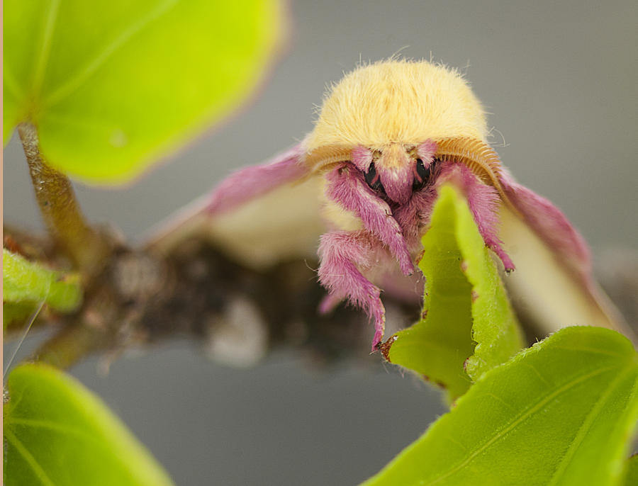 Rosy Maple Moth Photograph by Kathryn Whitaker - Pixels