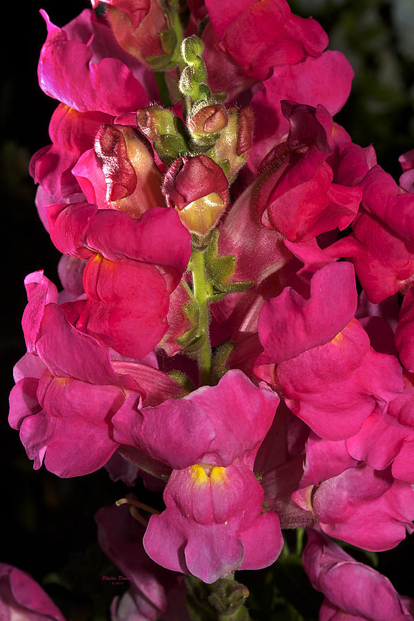 Rosy Pink Snapdragon Photograph by Phyllis Denton
