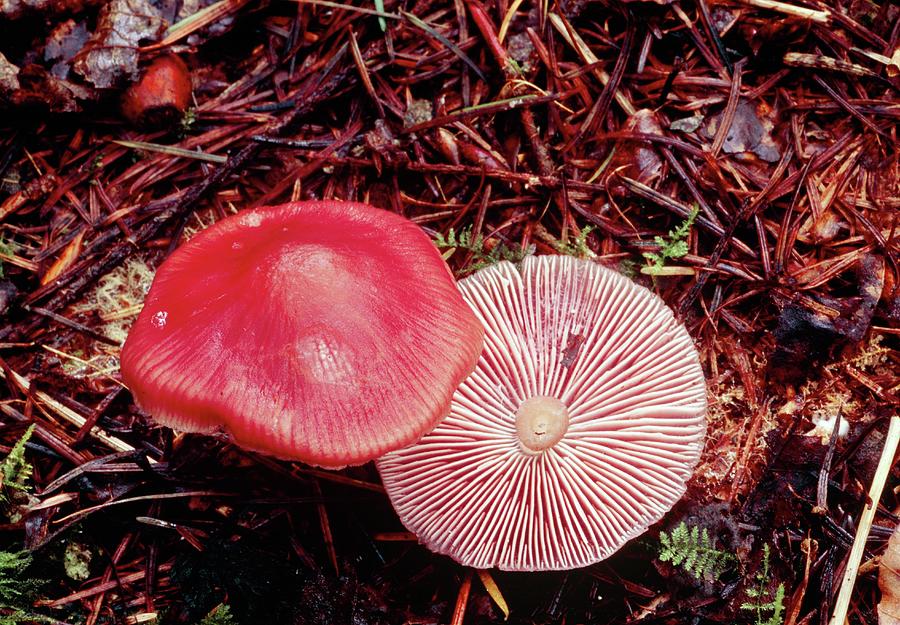Mushroom Photograph - Rosy Pinkgill Mushrooms by John Wright/science Photo Library