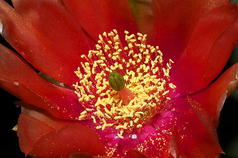 Rosy Prickly Pear Cactus Blossom Photograph by Phyllis Denton