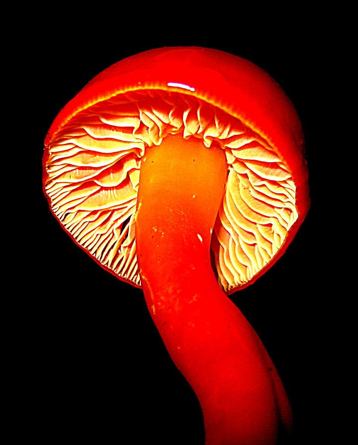 Rosy Red Mushroom Photograph by John King I I I