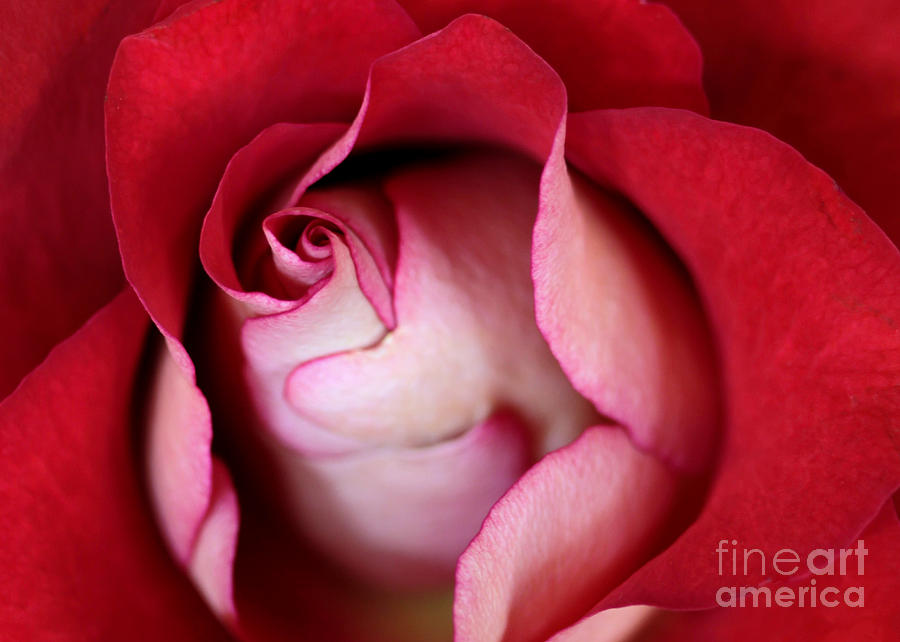 Rosy Rose Photograph by Sabrina L Ryan