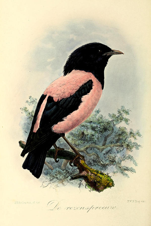 John James Audubon Painting - Rosy Starling by Dreyer Wildlife Print Collections 