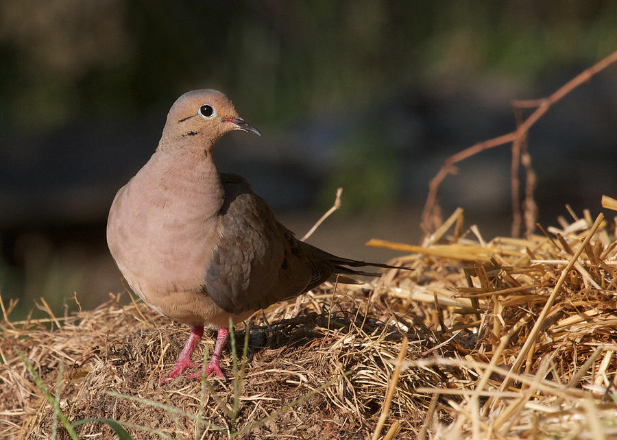 Dove Photograph - Rosy Toes by Diane Porter
