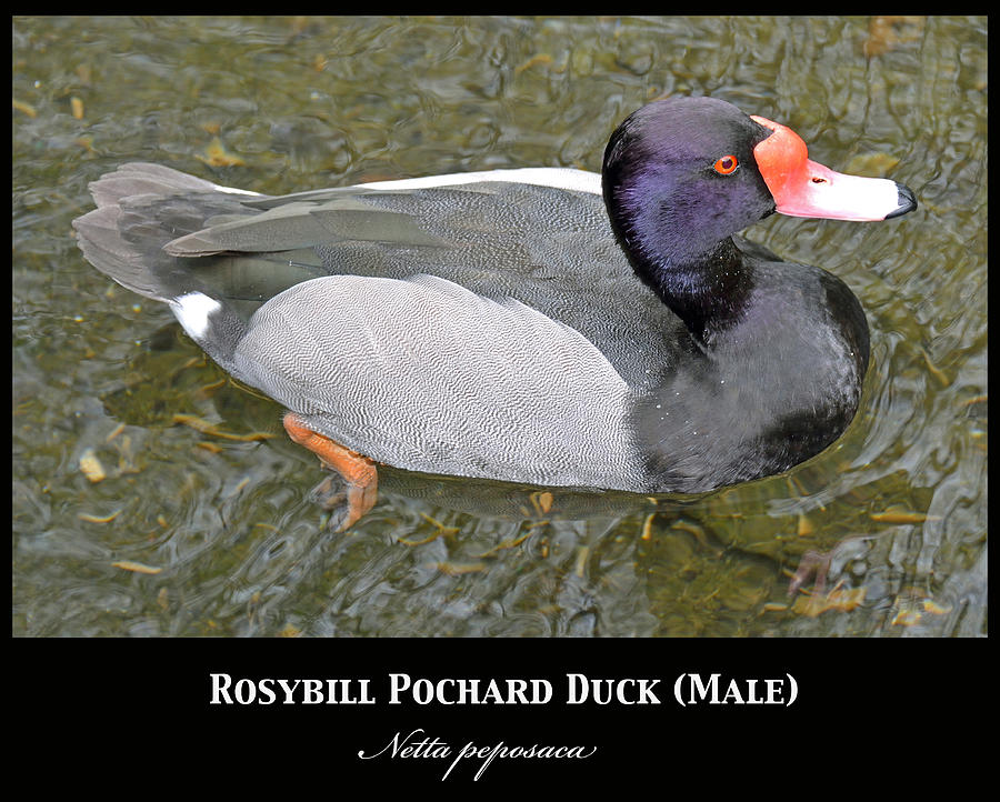 Rosybill Pochard Duck Male Poster Series Photograph by A Macarthur Gurmankin