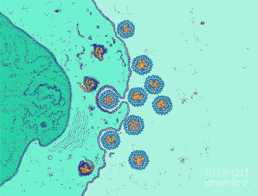 Rotavirus Infecting Gi Tract Photograph by Chris Bjornberg