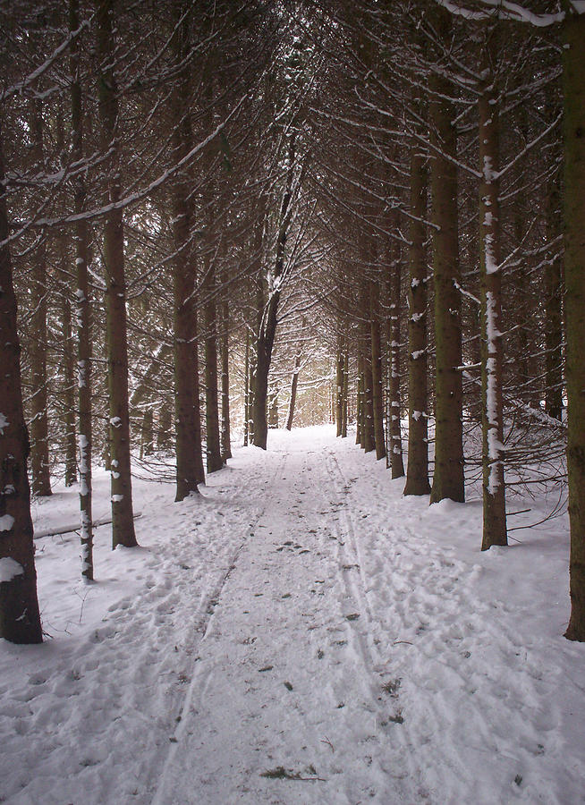 Roth Park Trail Photograph by Richard Andrews - Pixels