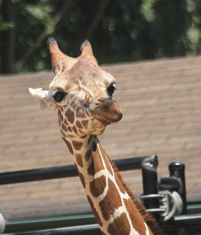 Wildlife Photograph - Rothschild Giraffe 3 by Cathy Lindsey