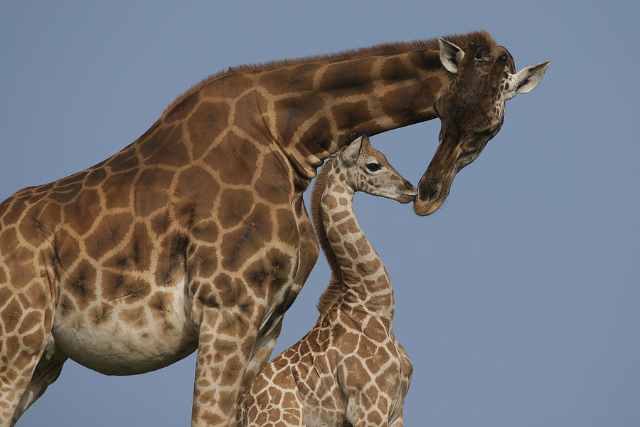 Rothschild Giraffe and Calf Nuzzling Photograph by Zssd