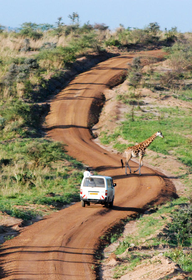 Rothschild Giraffe and Dirt Road Murchison Falls National Park Uganda ...