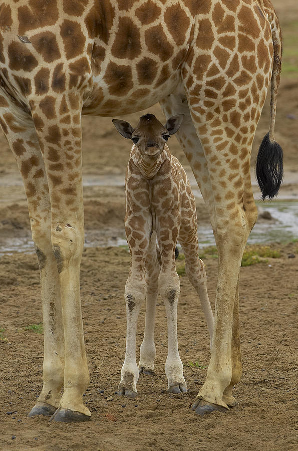Rothschild Giraffe Calf Hiding Photograph by San Diego Zoo