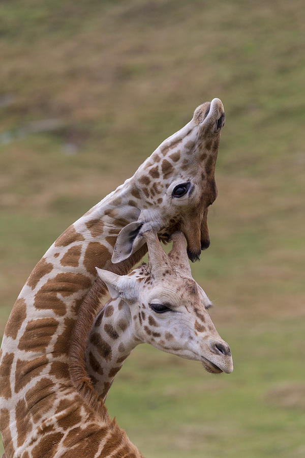 Rothschild Giraffe Calves Necking Photograph by San Diego Zoo
