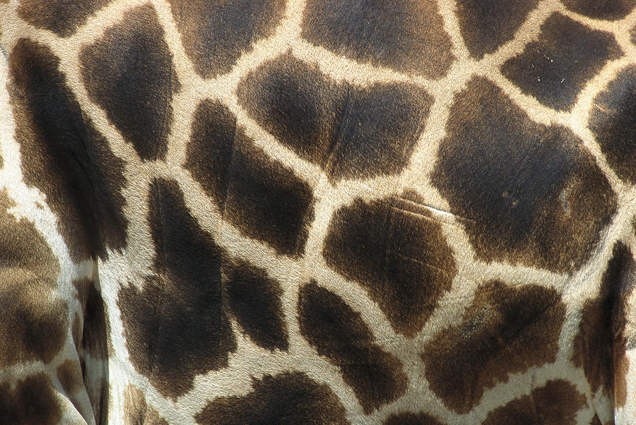 Rothschild Giraffe Detail Photograph by Zssd