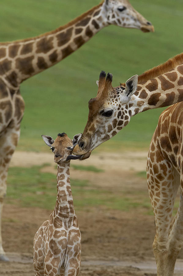 Rothschild Giraffe Mother Kissing Calf Photograph by San Diego Zoo