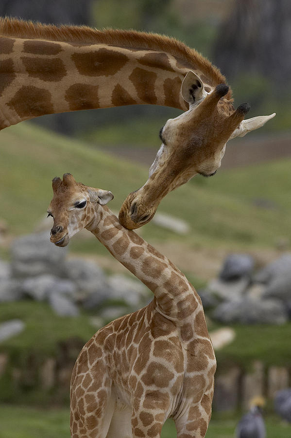 Rothschild Giraffe Mother Nuzzling Calf Photograph by San Diego Zoo