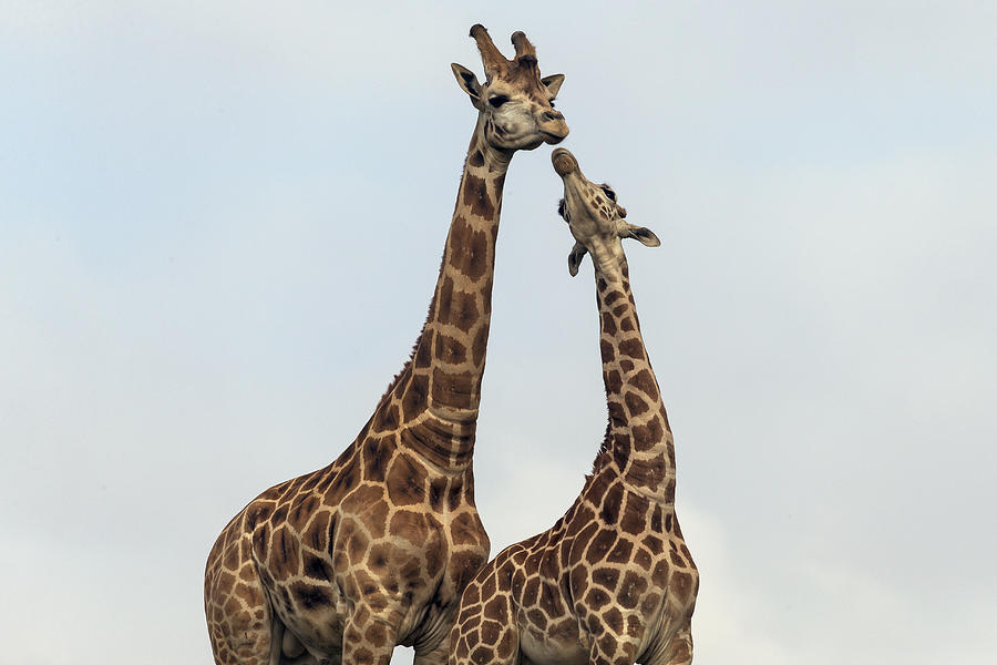 Rothschild Giraffe Pair Courting Photograph by San Diego Zoo